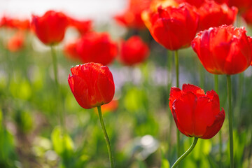 Beautiful floral background of bright red tulips blooming in garden park, sunny spring day. Green blurred foliage, artistic nature closeup. Calming flowers, romance love valentines day, mothers day
