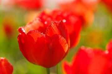Beautiful floral background of bright red tulips blooming in garden park, sunny spring day. Green blurred foliage, artistic nature closeup. Calming flowers, romance love valentines day, mothers day