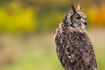 Little Owl (Athene noctua). This owl is a member of the family, Strigidae. It is seen all year round during the day, although it hunts mostly at night..