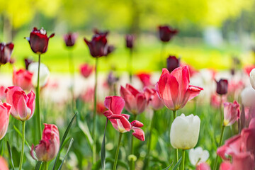 Amazing white red tulip flowers blooming in a tulip field, against the background of blurry tulip flowers in soft sunset light. Relaxing garden nature blooming springtime floral landscape