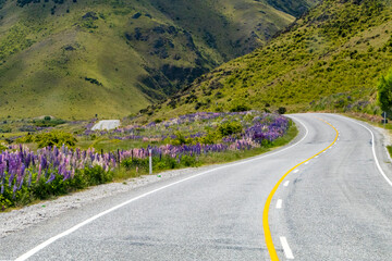 Flowering Lupins alongside a winding road in New Zealand
