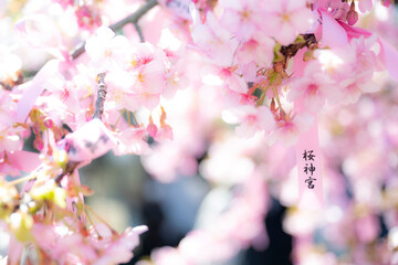 世田谷区 桜新町の桜神宮の桜
