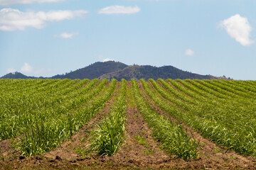 Fototapeta na wymiar Sugarcane field with strong straight rows in Australia