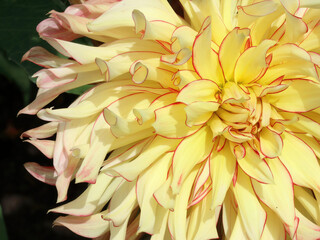 Macro image of a sunlit yellow and red Dahlia bloom, Derbyshire England
