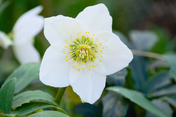 Helleborus niger, commonly known as Christmas rose or black hellebore. Closeup