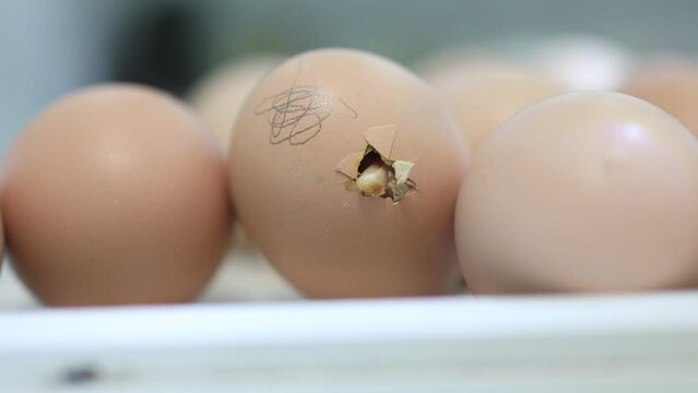 Birth of a yellow little chick out of its egg.an egg in an incubator from which a chick breaks through to hatch.the chick is trying to get out of the egg