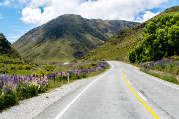 Flowering Lupins alongside a winding road in New Zealand