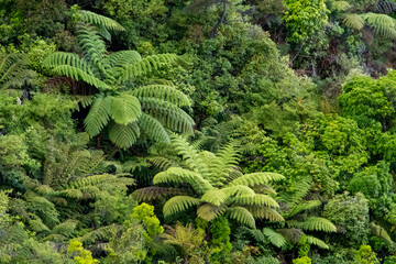 New Zealand forest view with tree ferns and green bushes and foliage