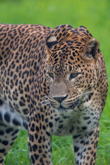 Fototapeta na wymiar Male Sri Lankan leopard. In captivity at Banham Zoo in Norfolk, UK 