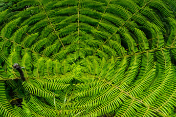 The round center of a fern in New Zealand