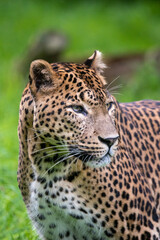 Close up, head on portrait of male Sri Lankan leopard, with head, eyes and face detail. In captivity at Banham Zoo in Norfolk, UK	