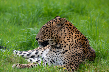 Fototapeta na wymiar Male Sri Lankan leopard in captivity at a zoo. Banham Zoo, Norfolk, UK