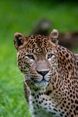 Close up, head on portrait of male Sri Lankan leopard, with head, eyes and face detail. In captivity at Banham Zoo in Norfolk, UK