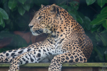 Fototapeta na wymiar Male Sri Lankan leopard sitting/resting on wooden platform. in captivity at Banham Zoo in Norfolk, UK