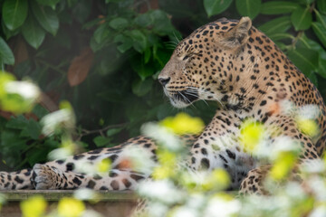 Male Sri Lankan leopard resting/sitting on wooden platform. in captivity at Banham Zoo in Norfolk, UK