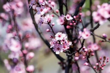 The fruits blossom in spring. Spring blossoms in forest,fields and parks.