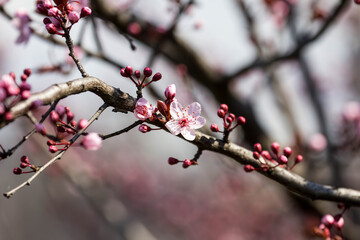 The fruits blossom in spring. Spring blossoms in forest,fields and parks.