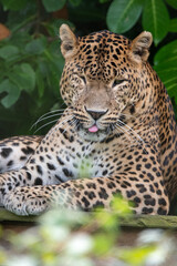 Male Sri Lankan leopard preening/washing whilst sat on wooden platform. in captivity at Banham Zoo in Norfolk, UK. With tongue out