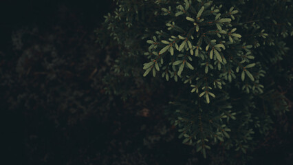 Fototapeta na wymiar Fresh evergreen branches in a dark forest