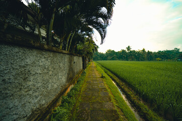 Obraz premium Path alongside the rice field, Ubud, Bali, Indonesia
