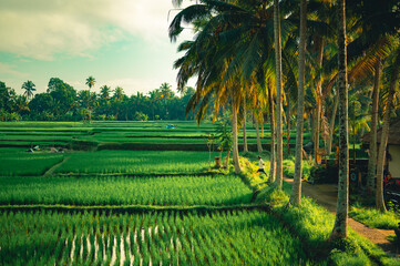 Morning light over rice fields in Ubud, Bali, Indonesia