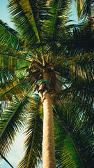 Man climbing a coconut palm tree, Bali, Indonesia