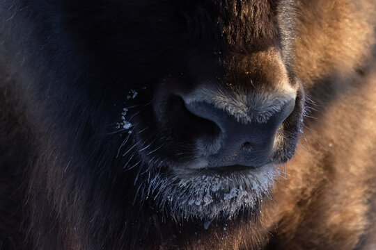 Bison nose close-up in sunlight