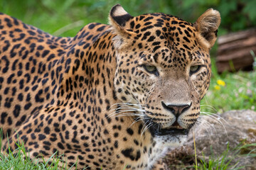 Fototapeta na wymiar Close up portrait of male Sri Lankan leopard, with detail of head, eyes and face. Looking towards camera. In captivity at Banham Zoo in Norfolk, UK