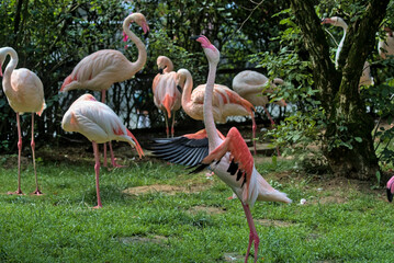A flock of pink flamingos against a background of bright greenery. Flamingos or flamingoes are a type of wading bird. Flamingos usually stand on one leg while the other is tucked beneath their body.