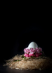 Easter egg in nest with pink roses on black background, copy space