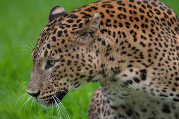 Close up of male Sri Lankan leopard walking/prowling amongst grass. In captivity at Banham Zoo in Norfolk, UK