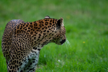 Male Sri Lankan leopard walking/prowling amongst grass. In captivity at Banham Zoo in Norfolk, UK