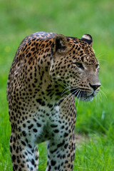 Fototapeta na wymiar Male Sri Lankan leopard walking/prowling amongst grass. In captivity at Banham Zoo in Norfolk, UK