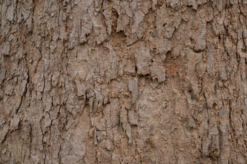 dry tree bark texture and background, nature concept