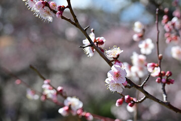 福岡市　二の丸梅園