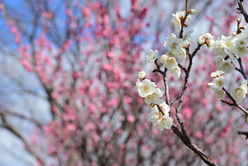 福岡市　二の丸梅園