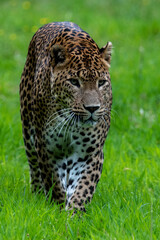 Male Sri Lankan leopard walking/prowling amongst grass. In captivity at Banham Zoo in Norfolk, UK