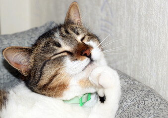 Home simple cute sleepy happy cat props up his head with his paw, lying in a soft and cozy cat bed and thinks about something. 