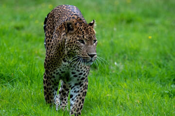 Male Sri Lankan leopard walking/prowling amongst grass. In captivity at Banham Zoo in Norfolk, UK
