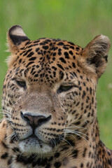 Close up of male Sri Lankan leopard laying in grass. in captivity at Banham Zoo in Norfolk, UK