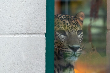 Young male Sri Lankan leopard peering/watching from glass enclosure window. in captivity at Banham Zoo in Norfolk, UK