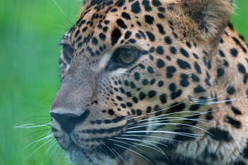 Close up of head/face of male Sri Lankan leopard. In captivity at Banham Zoo in Norfolk, UK