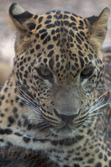 Fototapeta na wymiar Head on portrait of male Sri Lankan leopard. In captivity at Banham Zoo in Norfolk, UK