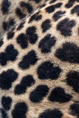 Close up of Sri Lankan leopard leg, with focus on spotted rosettes. In captivity at Banhm Zoo in Norfolk, UK