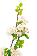 Flowering branch of apples.