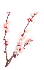 Flowering branch of apricot.