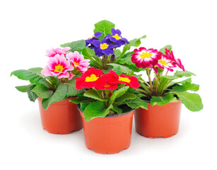 Primrose flowers in a pot.