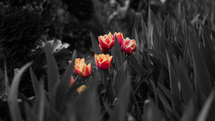 Naklejka premium Tulipany 