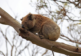 Koalas in the wild on the Great Ocean Road, Australia. Somewhere near Kennet river
