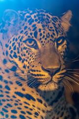 Fototapeta na wymiar Close up portrait of young male Sri Lankan leopard. In captivity at Banham Zoo in Norfolk, UK 